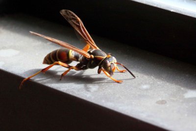 Northern Paper Wasp
