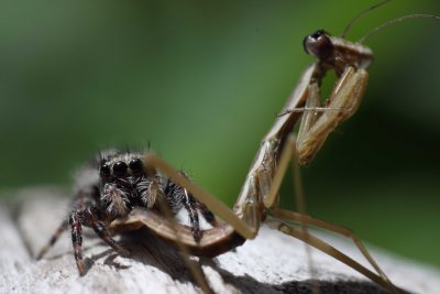 Jumper vs Mantis