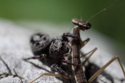 Jumper vs Mantis 005
