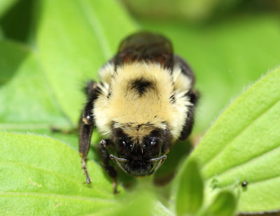 Bumble Bee 001