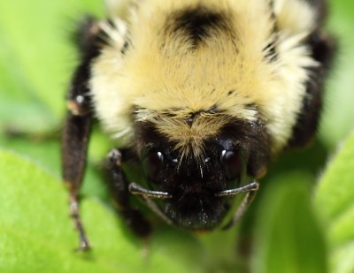 Bumble Bee 002