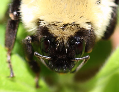 Bumble Bee 003