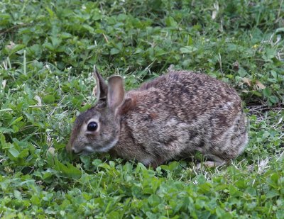 Cottontail Rabbit 001