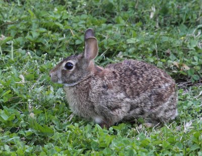 Cottontail Rabbit 002