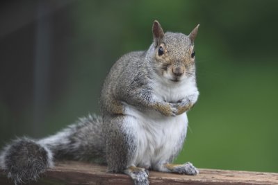 Gray Squirrel 001