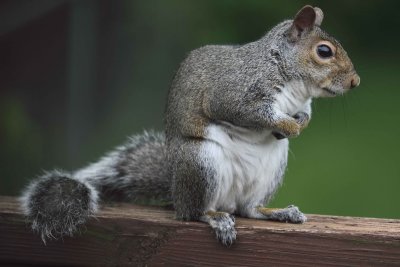 Gray Squirrel 002