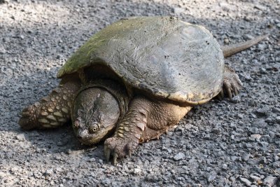 Common Snapping Turtle 001