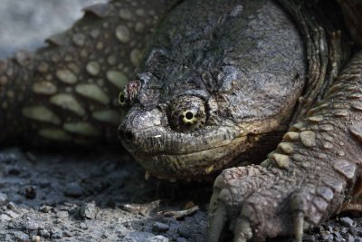 Common Snapping Turtle 002