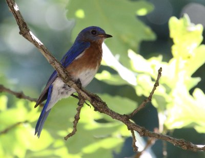 M. Bluebird 001