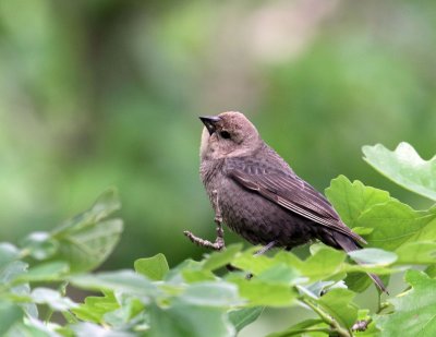 F. Indigo Bunting 001