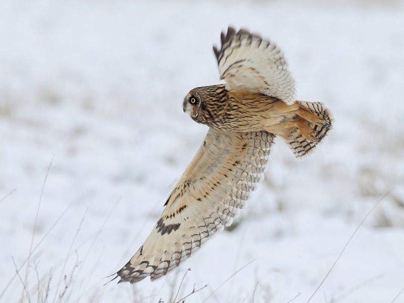 Short-eared Owl taking off