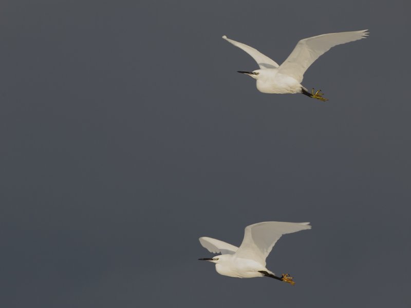 Duo Flight