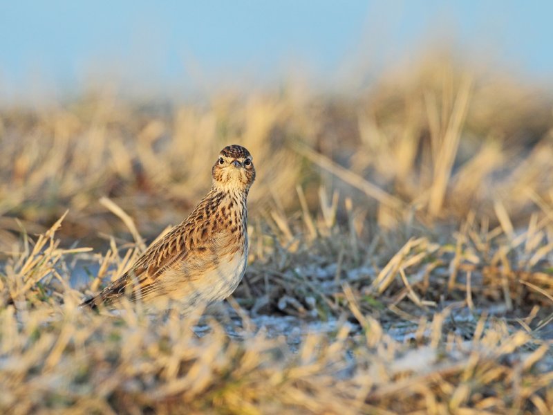 Also on the move by the snowfront this Eurasian Skylark