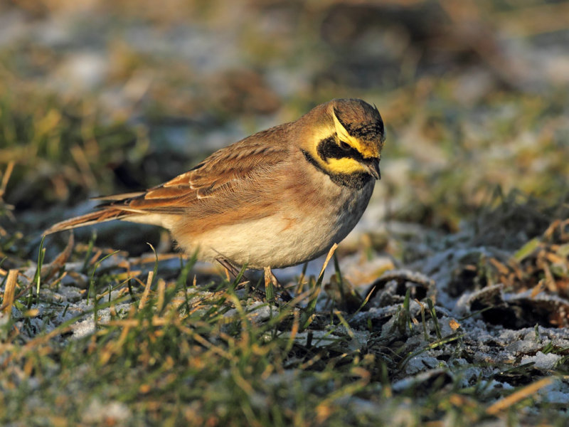 Horned Lark a real treat for me