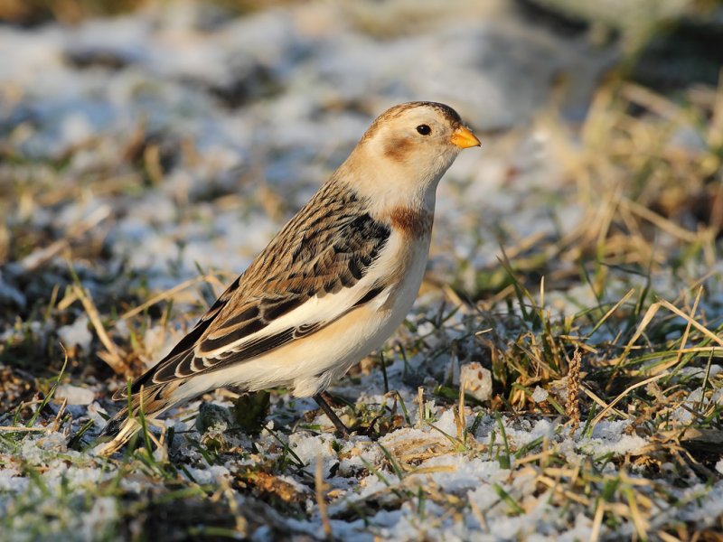 Snow Bunting male 