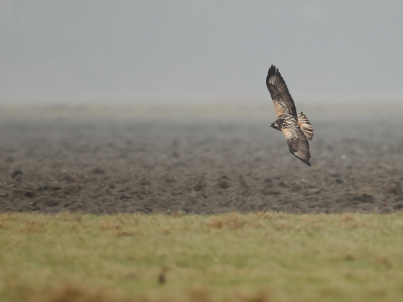 Uncommon Buzzard