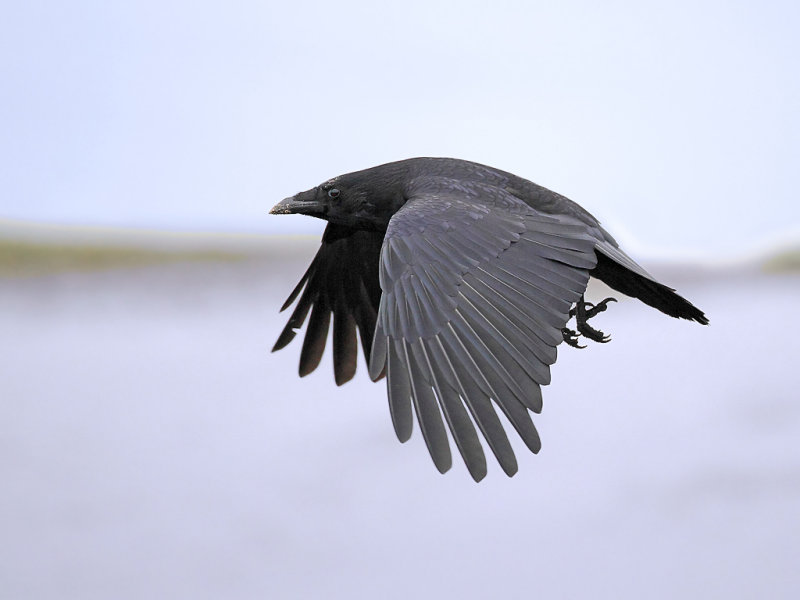 Carrion crow (Corvus corone) 