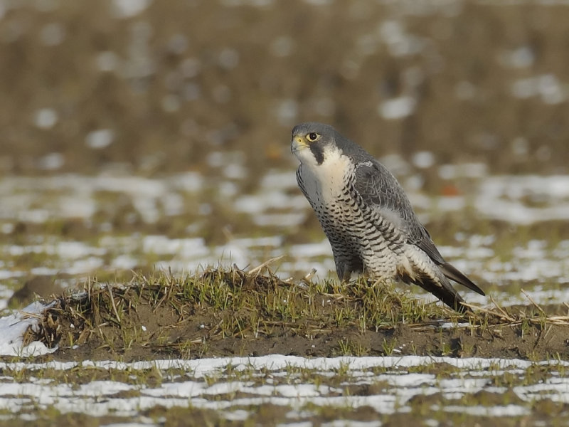 Peregrine Falcon (Falco peregrinus)