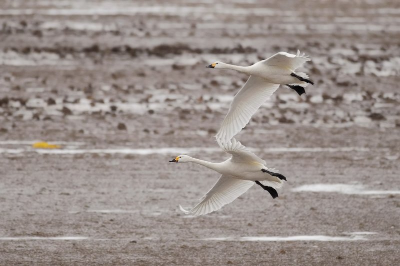 Bewick's Swan (Cygnus columbianus) 