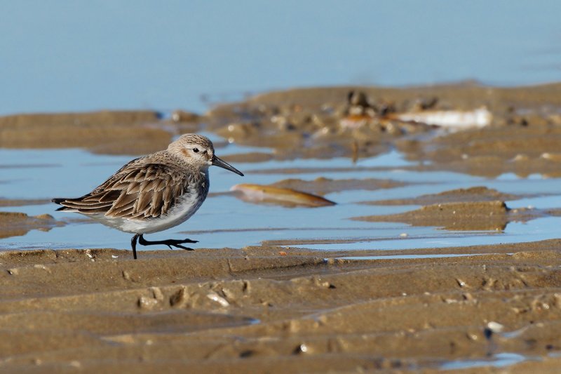 Dunlin -Calidris alpina