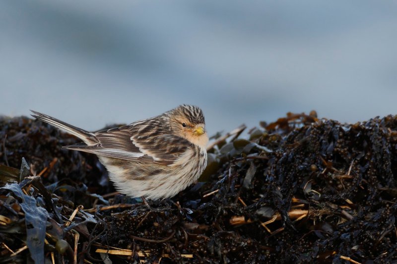 Twite -Carduelis flavirostris