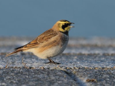 Gallery Horned Lark
