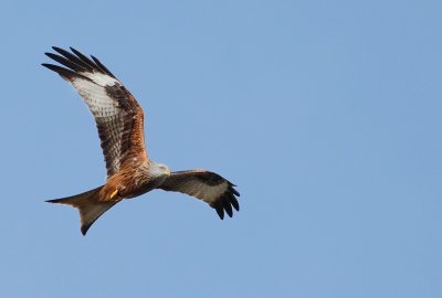g3/83/944883/3/123641643.SRn5XcOB.jpg