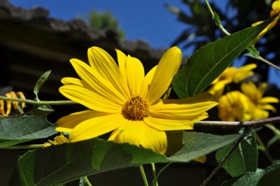 DSC_1171.800.jpg