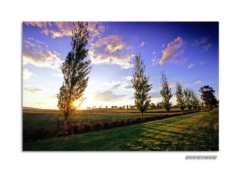 tree2-a.jpg