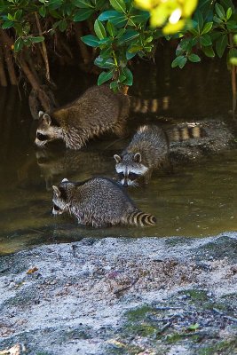 Taking to the water