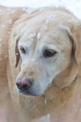 Tess:  The Many Faces of a Lifetime