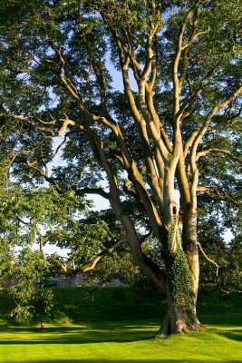 Bishop's Garden tree