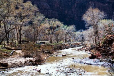 Cottonwoods and Cliffs