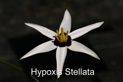 HypoxisStellata_cap.jpg