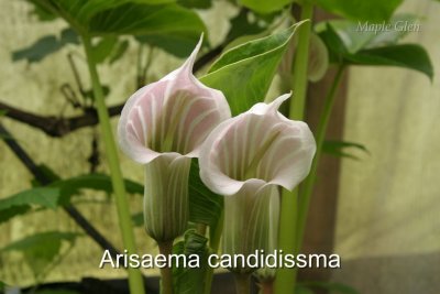 ArisaemaCandidissma_cap.jpg