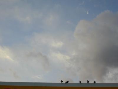 moon over pigeons