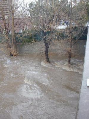 water flows around the park trees