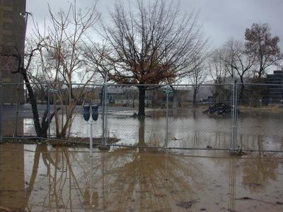 reflected tree