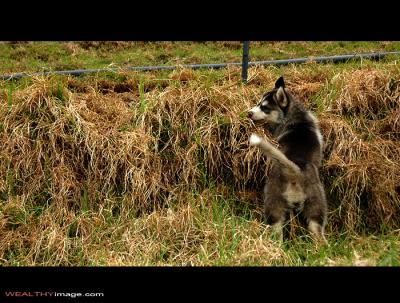 g3/84/176884/3/56935323.DSC_9002.jpg