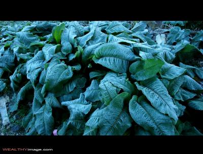 g3/84/176884/3/56935338.DSC_9084.jpg