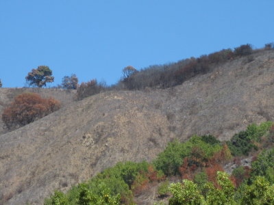 Most of the fire damage happened in the upper sections of the hills
