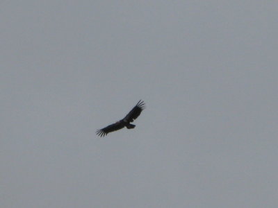 California Condor