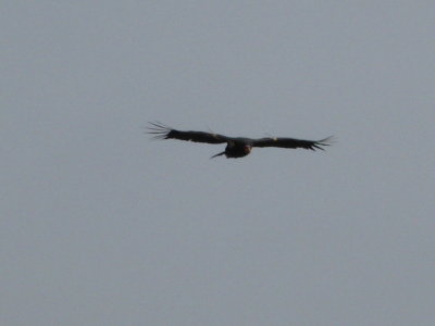 Condors are easy to spot by their distinctive wing tips....
