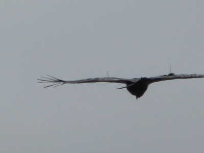 .... and radio antennaes