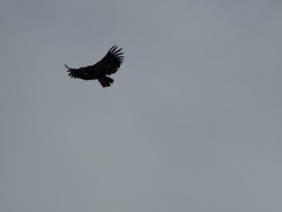 The wing span of a California Condor is typically around 6'