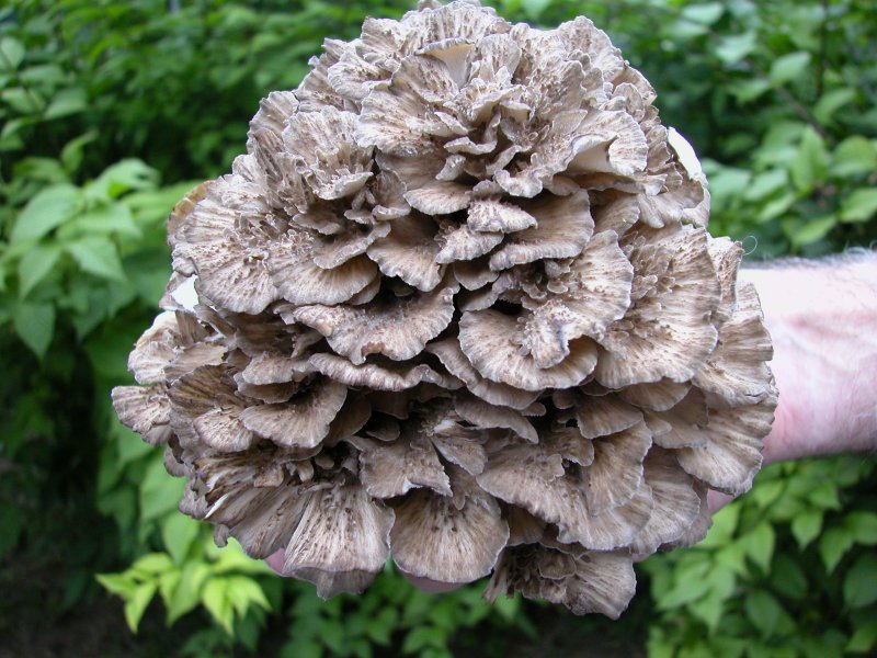 Grifola frondosa (Maitake) 3.jpg