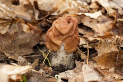 Gyromitra korfii04592.jpg