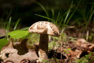 Leccinum scabrum04935.jpg