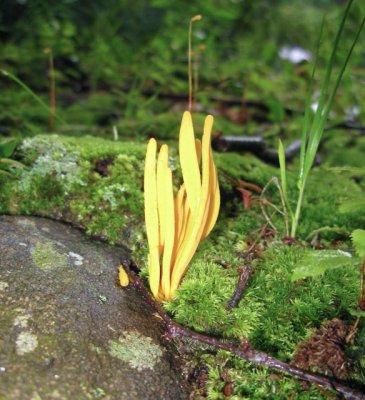 Clavulinopsis fusiflormis1135.jpg