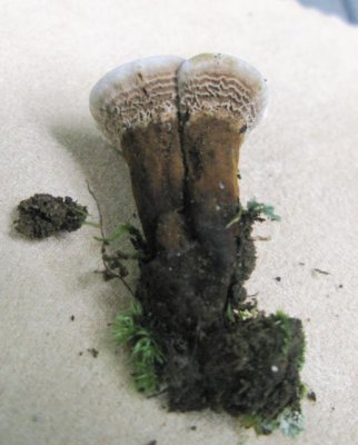 Coltricia montagnei1171.jpg